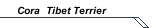 Cora  Tibet Terrier 