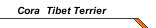 Cora  Tibet Terrier 